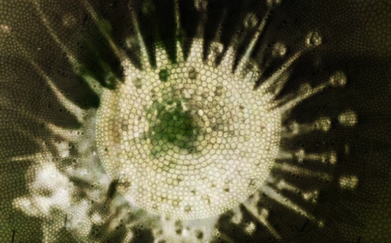 Perspectives du XXIIe siècle